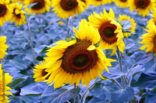 sunflowers on background of blue sky