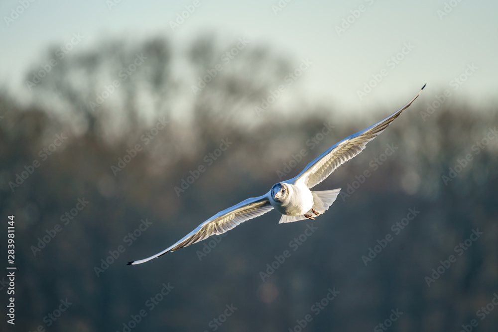Black-headed gull (Chroicocephalus ridibundus) Black-headed gull (Chroicocephalus ridibundus)