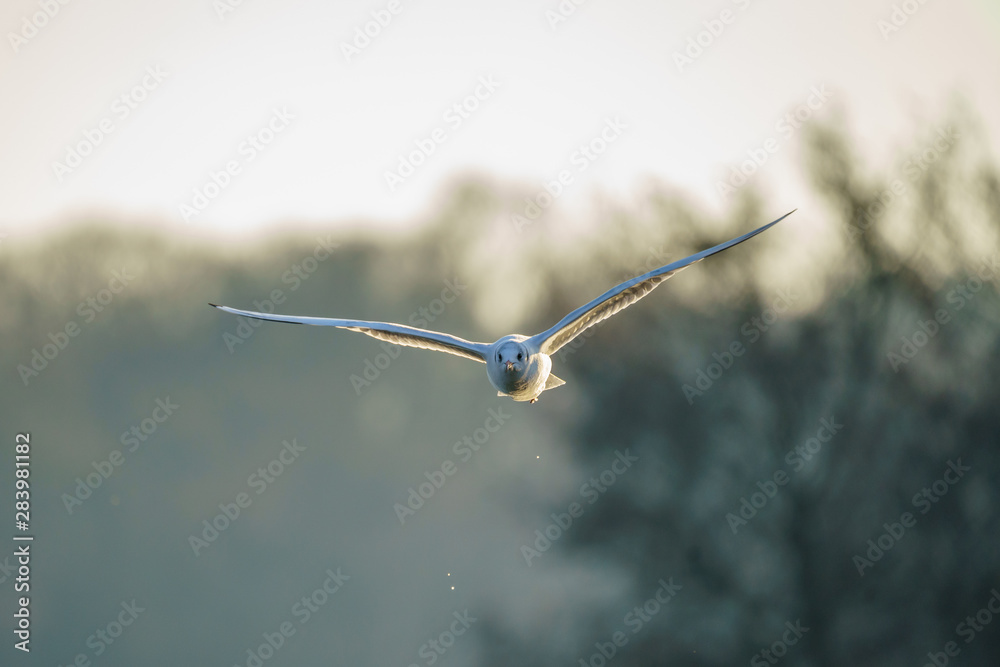 Black-headed gull (Chroicocephalus ridibundus) Black-headed gull (Chroicocephalus ridibundus)