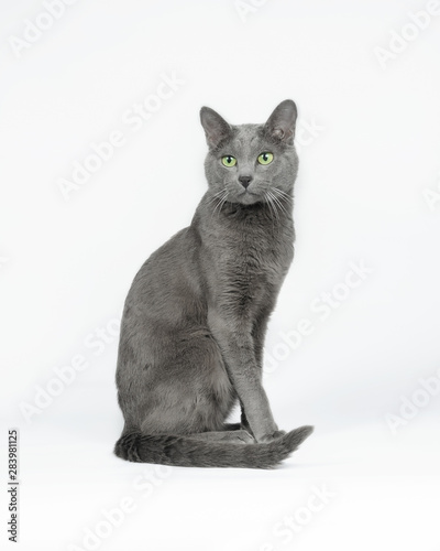 Russian blue cat sitting 2