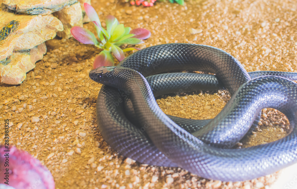 snake in the aquarium