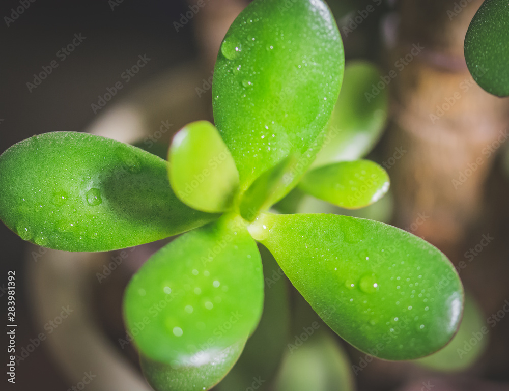 leaf with water drops