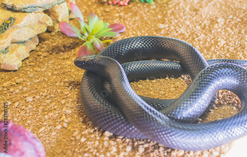 Obraz na płótnie snake in the aquarium w salonie