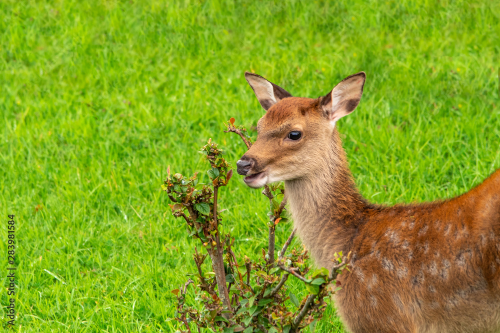 A Fawn on the Lawn in the Garden A Fawn on the Lawn in the Garden