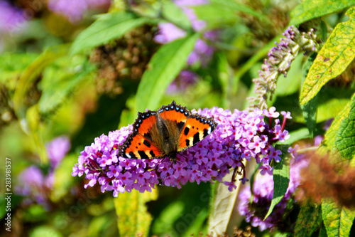 Schmetterling, Kleiner Fuchs, Sommerflieder © Calandra