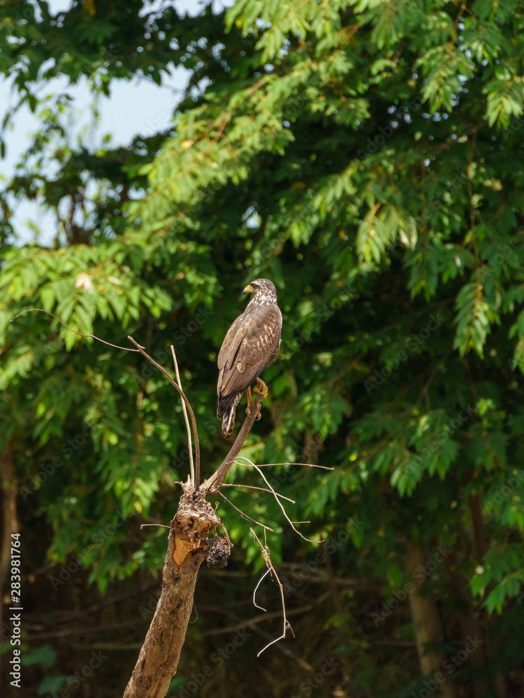 Common Black Hawk (Buteogallus anthracinus), taken in Costa Rica Common Black Hawk (Buteogallus anthracinus), taken in Costa Rica