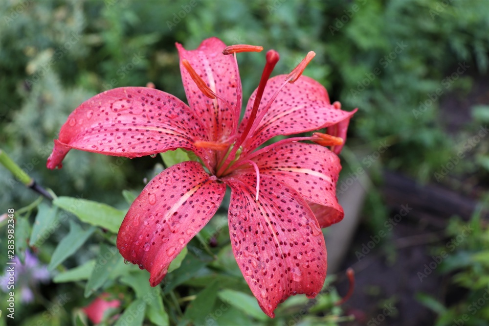 lily flower after rain lily flower after rain