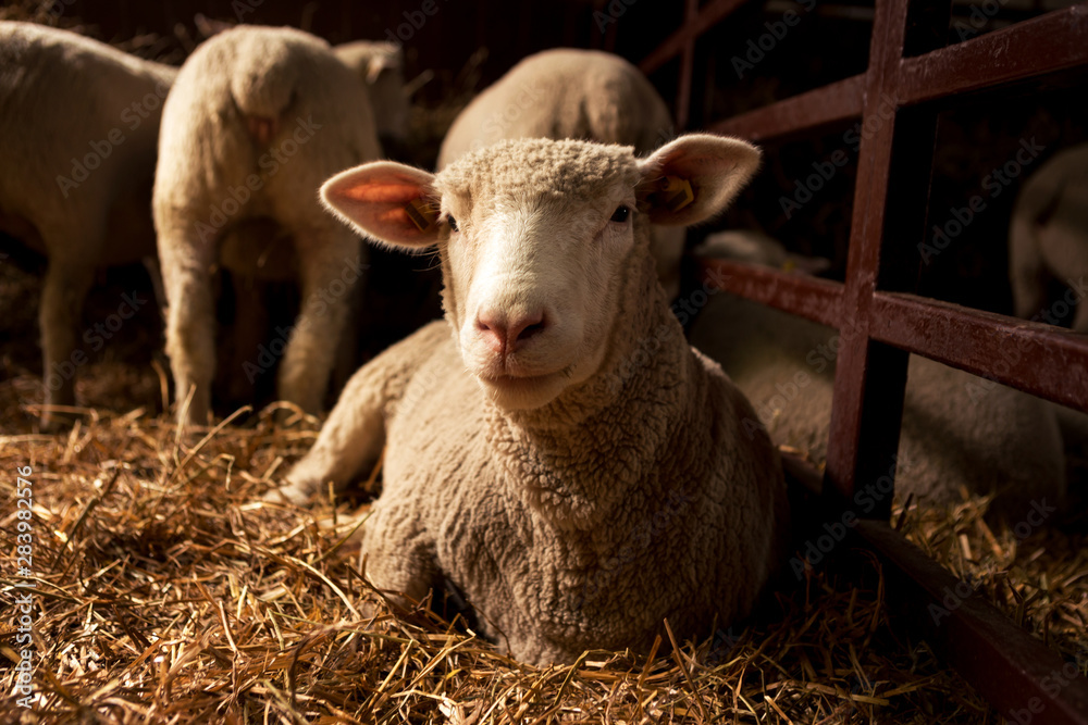 The sheep lies on the straw and looks at the camera while it is in the stables with other sheep.