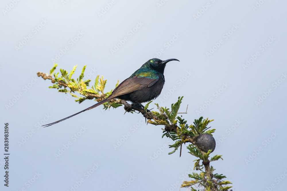bronzy or bronze sunbird (Nectarinia kilimensis) perched on branch, Naivasha, Kenya