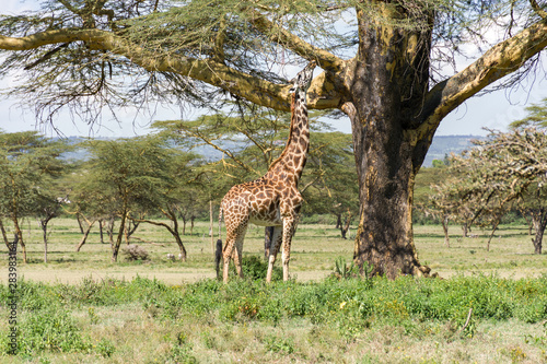 Masai giraffe (G. c. tippelskirchi) feeding from fever tree, lake Naivasha, Kenya
