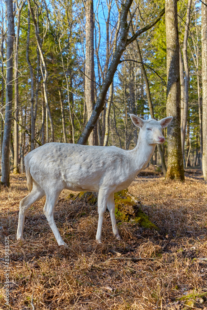 Obraz premium Rare albino deer in the forest clearing