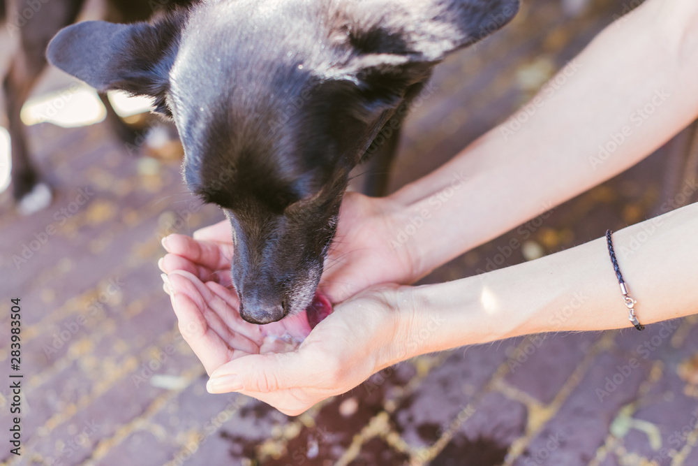 Little black dog drinking water from woman's hands in hot sunny day - domestic animal care and love, traveling with pets concept