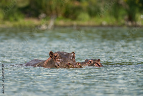A mother East African hippopotamus (Hippopotamus amphibius) or hippo with baby partially submerged in water, Lake Naivasha, Kenya