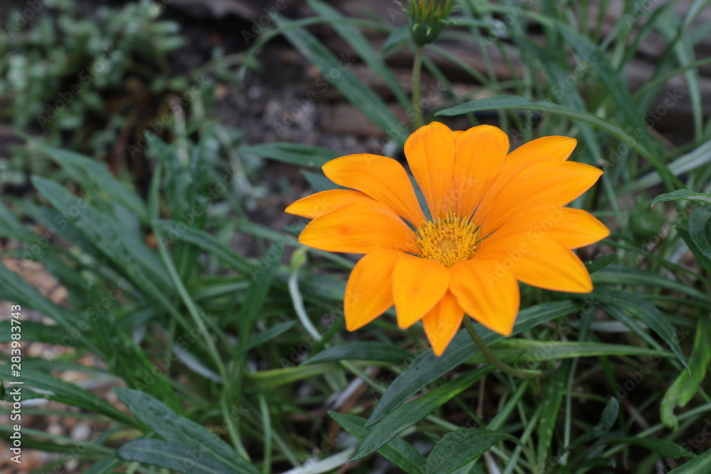 Close up Colorful Flower, African daisies
Plant
Close up Colorful Flower, African daisies
Plant