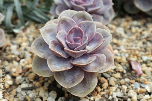 Close up Succulent Plant