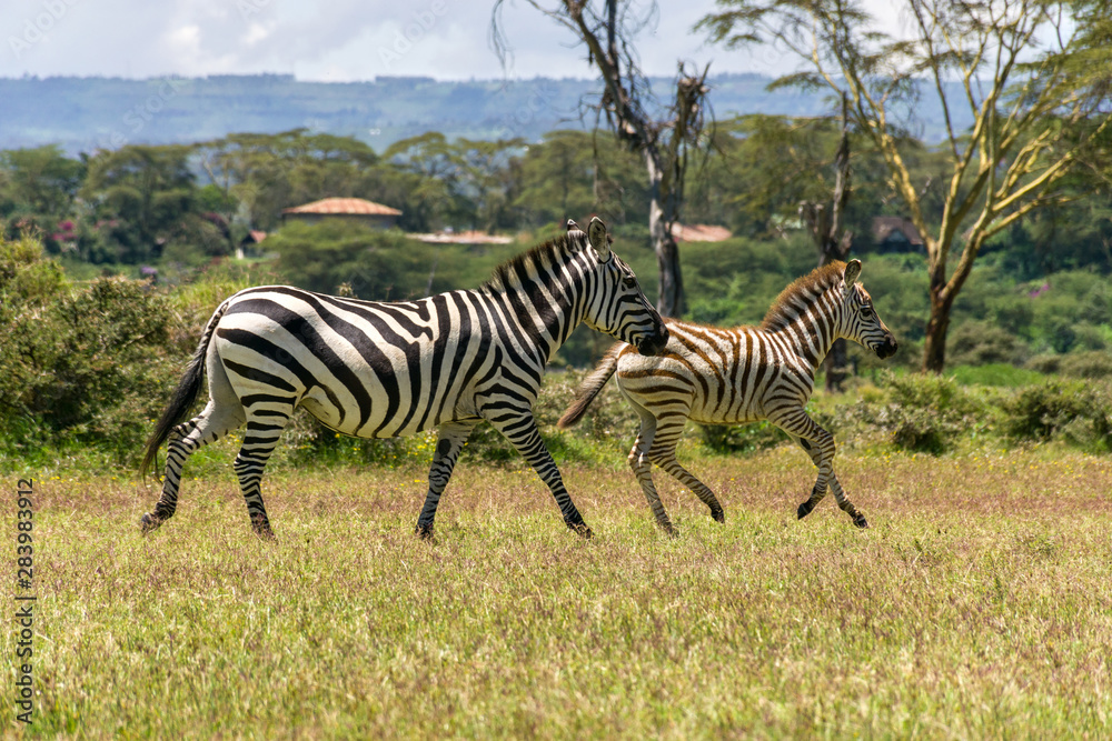 Fototapeta premium Mother and juvenile plains zebra (equus quagga) walking in grass, lake Naivasha, Kenya