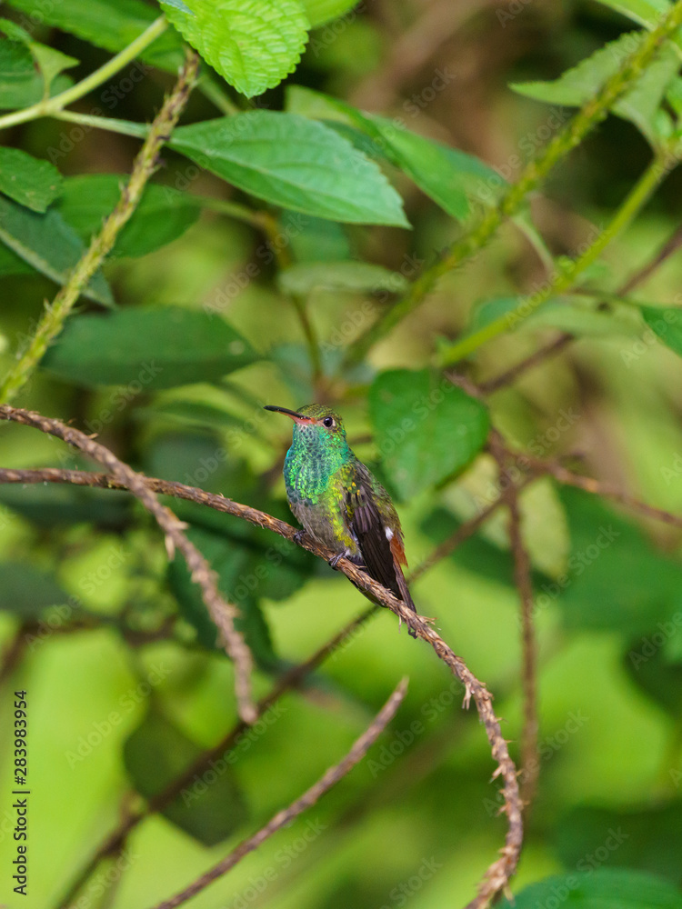 Fototapeta premium Rufous-Tailed Hummingbird (Amazilia tzacatl), taken in Costa Rica
