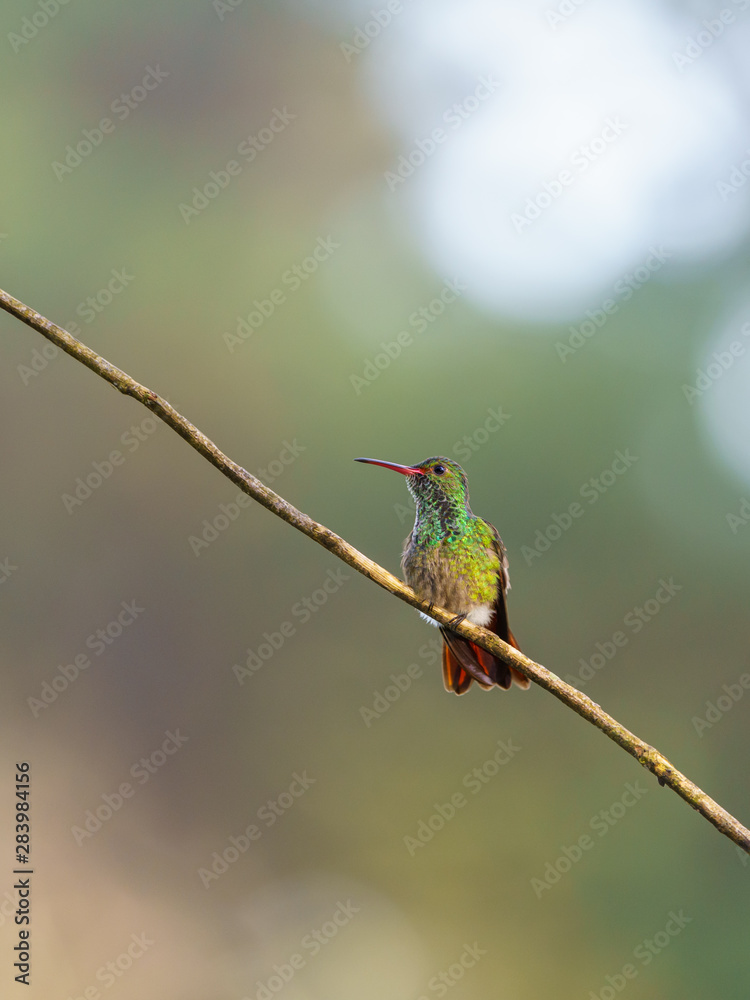 Naklejka premium Rufous-Tailed Hummingbird (Amazilia tzacatl), taken in Costa Rica