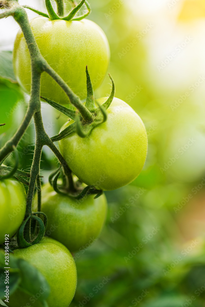closeup group of green tomatoes growing in greenhouse/horizontal frame/blurry background
