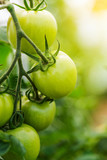 closeup group of green tomatoes growing in greenhouse/horizontal frame/blurry background
