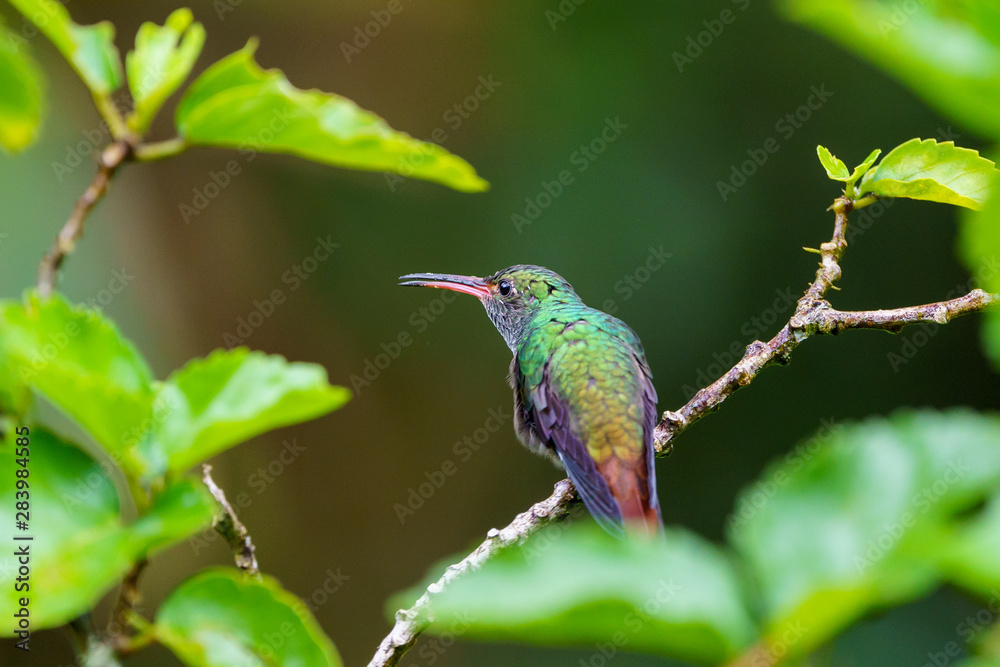Rufous-Tailed Hummingbird (Amazilia tzacatl), taken in Costa Rica Rufous-Tailed Hummingbird (Amazilia tzacatl), taken in Costa Rica