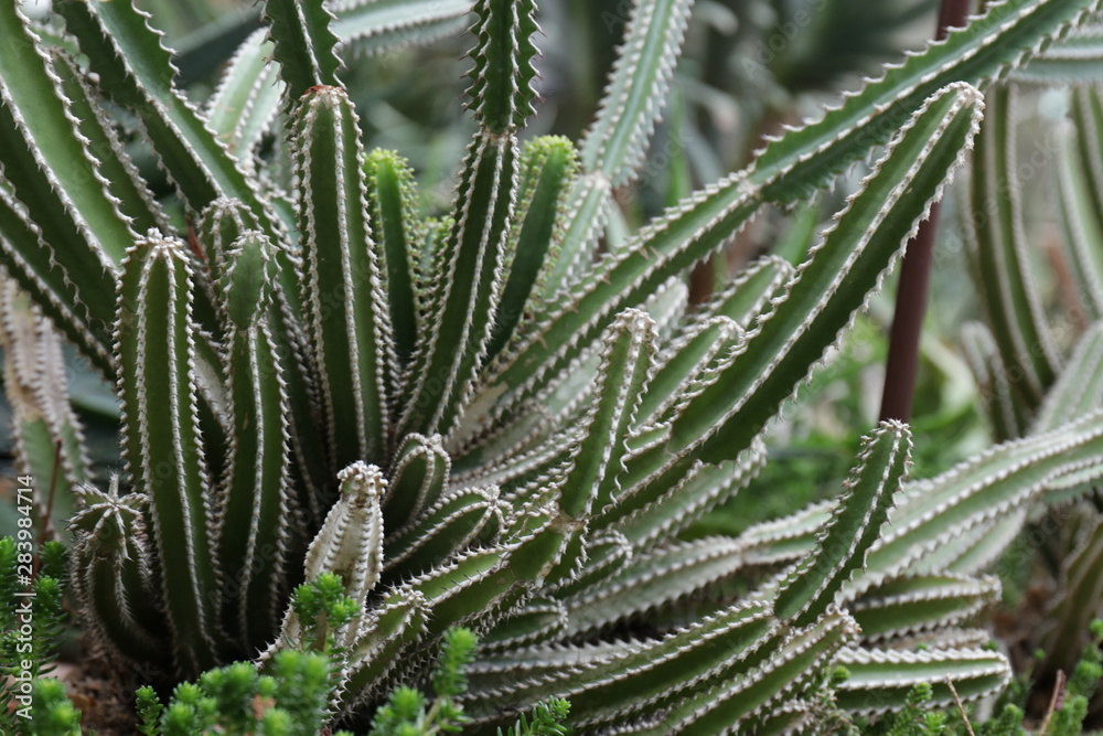 Close up Texture , Form and Pattern on Cactus Leaves Close up Texture , Form and Pattern on Cactus Leaves