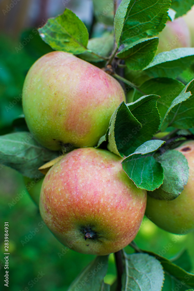 Branch Apple trees and two large fruit red color of. The concept of gardening Branch Apple trees and two large fruit red color of. The concept of gardening