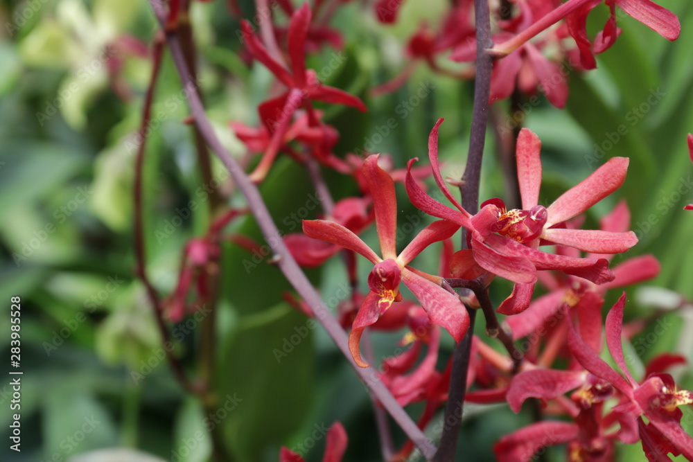 Lena Rowold ,Tropical orchid, Red Orchid Flower Lena Rowold ,Tropical orchid, Red Orchid Flower