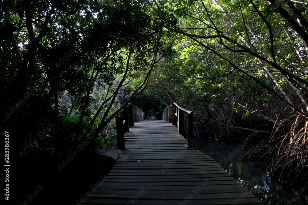 Fototapeta premium bridge on mangrove forest