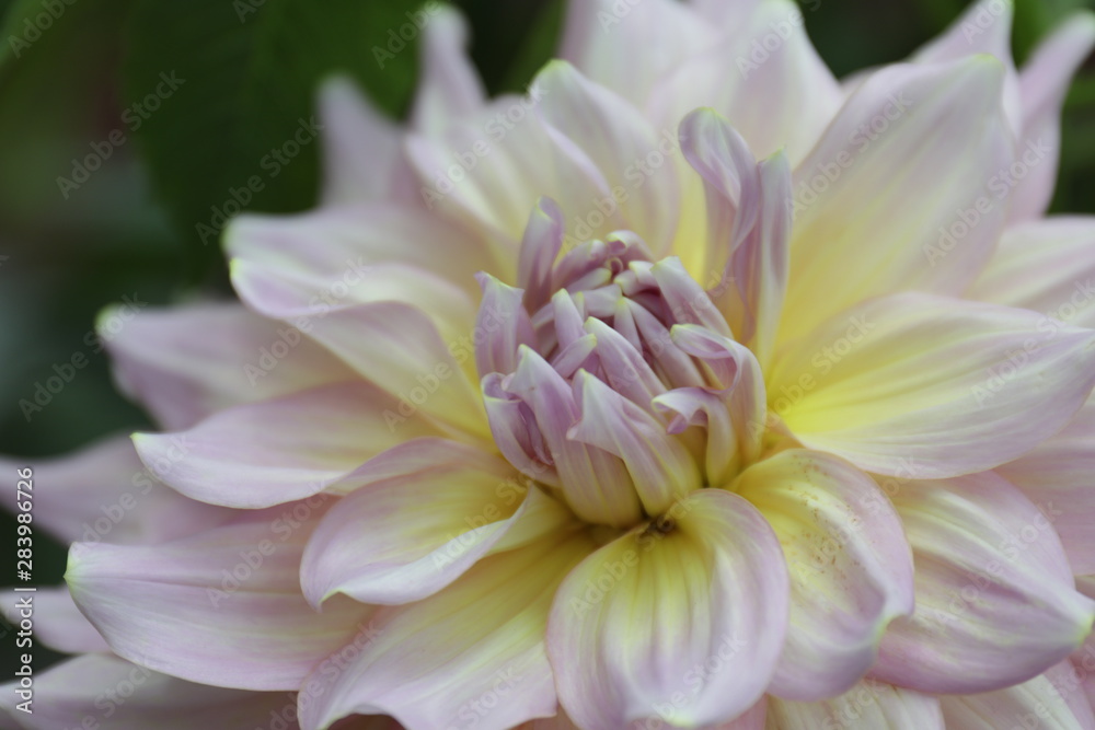 Close up Blooming Pink Dahlia