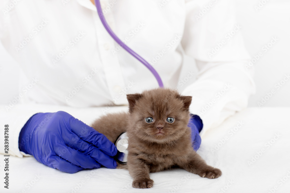 Veterinarian examines a little kitten with a stethoscope in a clinic