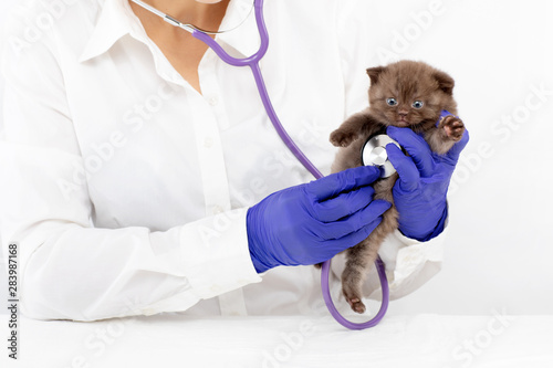 Fototapeta Naklejka Na Ścianę i Meble -  Veterinarian examines a little kitten with a stethoscope in a clinic
