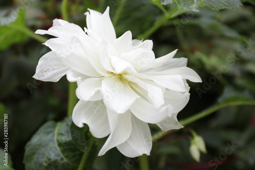 Close up Blooming White Dahlia Flower