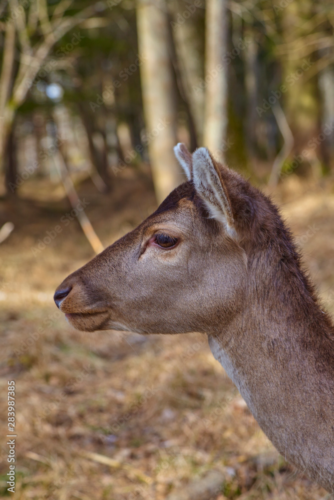 Young fawn in the pasture, close up.