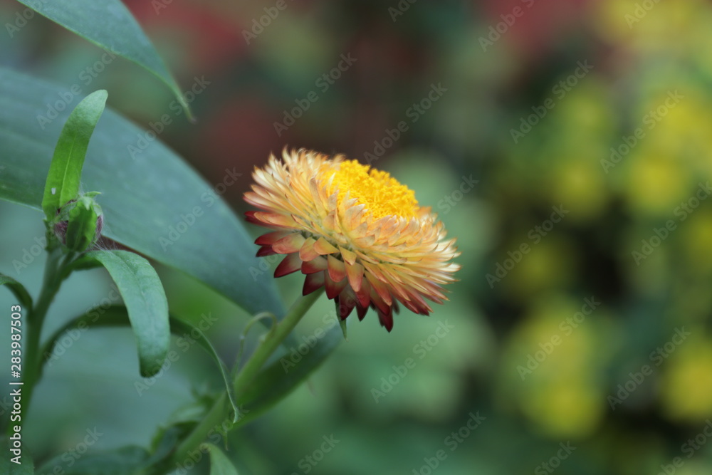 Blooming Yellow flower , Chrysanthemum , in the garden Blooming Yellow flower , Chrysanthemum , in the garden