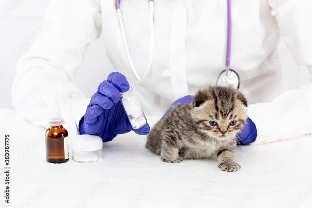 A doctor at a veterinary clinic holds tablets for a little kitten A doctor at a veterinary clinic holds tablets for a little kitten