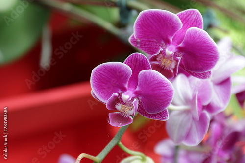 Close up Purple orchid on a green background