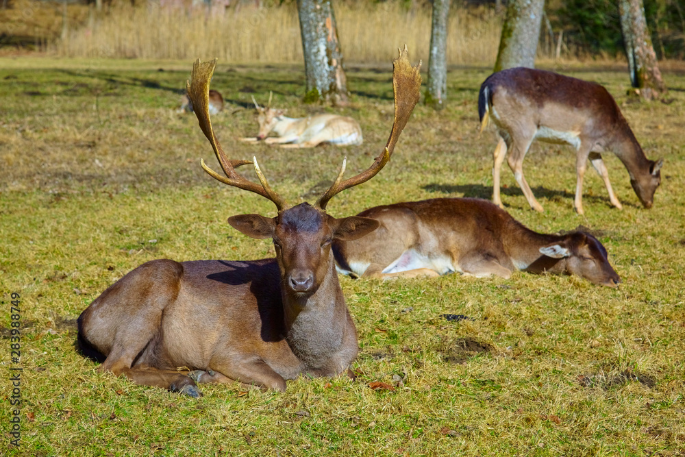 Imposing deer basks in the forest clearing.(fallow deer) Imposing deer basks in the forest clearing.(fallow deer)