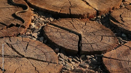 wild snake wooden stub background  photo