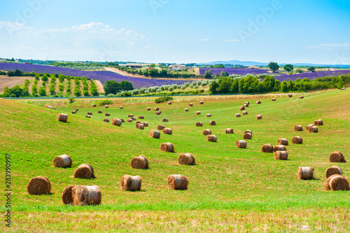 Hay bales in a field in Provence, France. Summer landscape