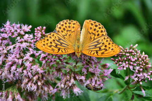 butterfly silver-washed fritillary (Argynnis paphia)-male