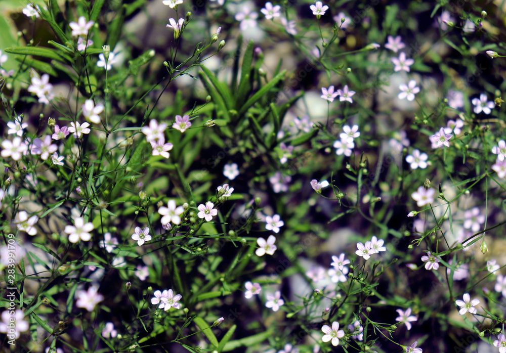 Small blooming wild field flowers on the rural meadow in the weeds. Small blooming wild field flowers on the rural meadow in the weeds.