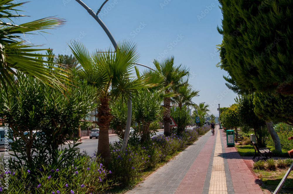 Palms, palm leaves, sunny weather, concept of rest and vacation, summer holidays in Turkey.