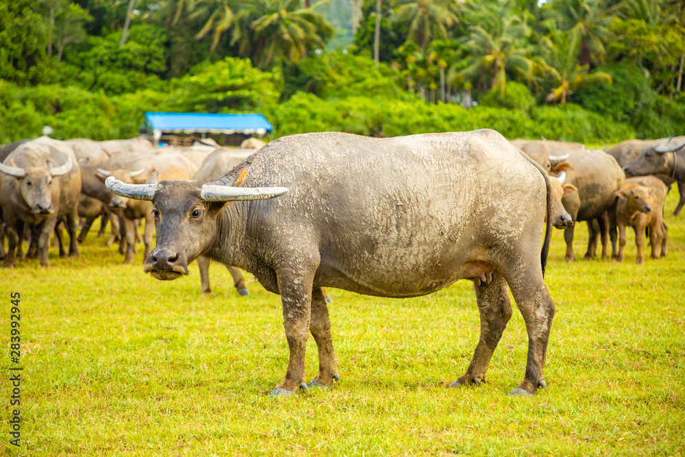 Obraz premium Herd of buffalo, original ecological stocking animals on Hainan, China