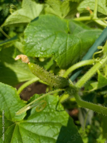 Wallpaper Mural Fresh green cucumber growing in garden Torontodigital.ca