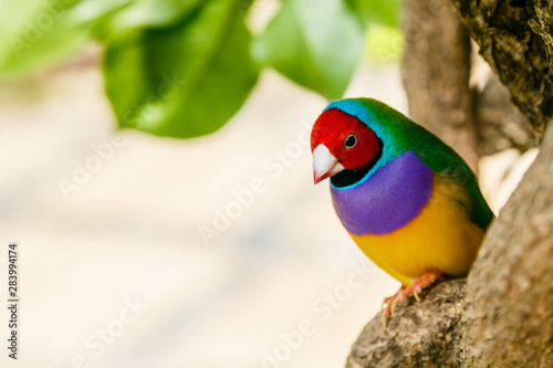 Amadina finch or gouldian finch or erythrura gouldiae bird  Erythrura gouldiae   also known as the Lady Gouldian finch  endemic to Australia.