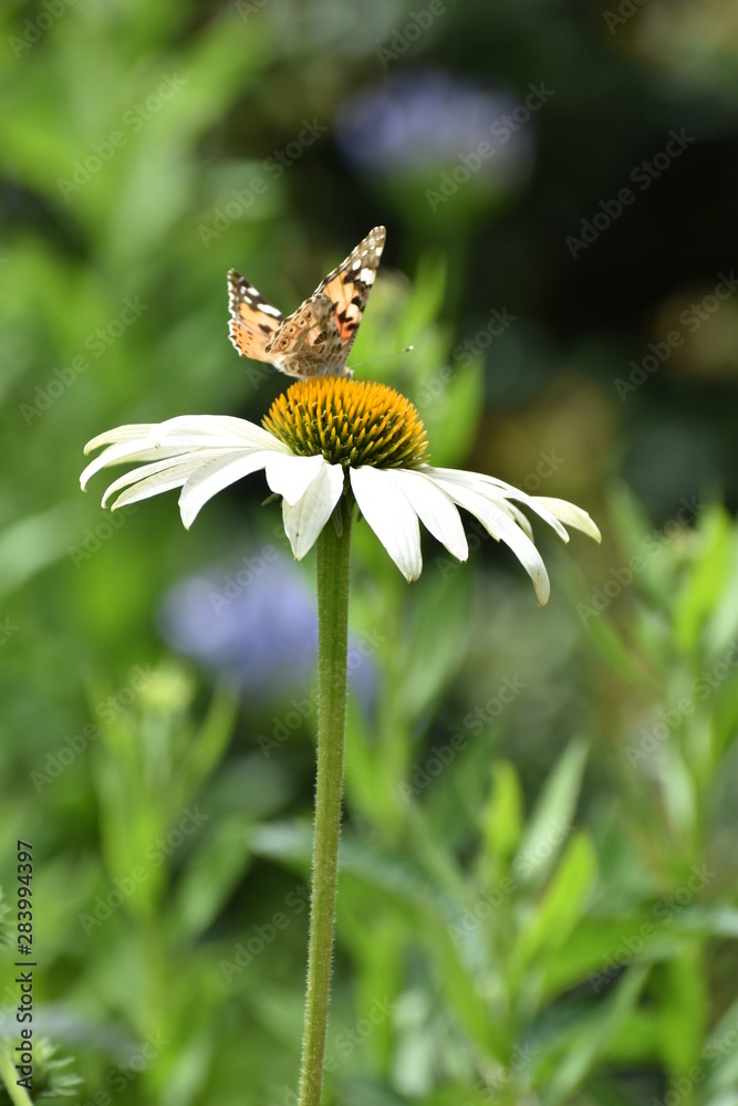 butterfly on flower natural butterfly on flower natural