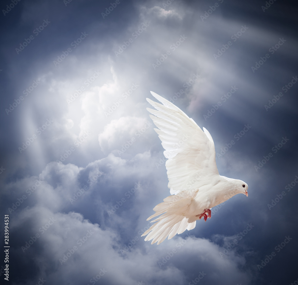 Fototapeta premium Dove in the air with wings wide open
