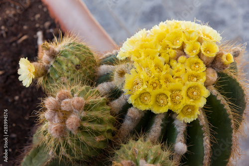 Selective focus, Cactus with beautiful yellow flower photo