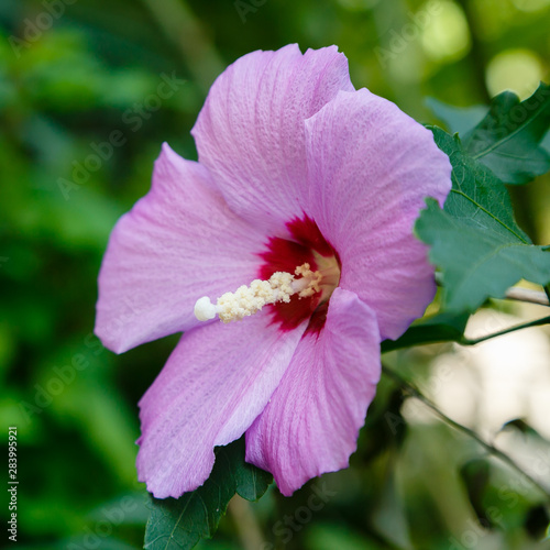 Flower of hibiscus (Hibiscus rose sinensis) on green leaves natural background. Karkade tropical garden.